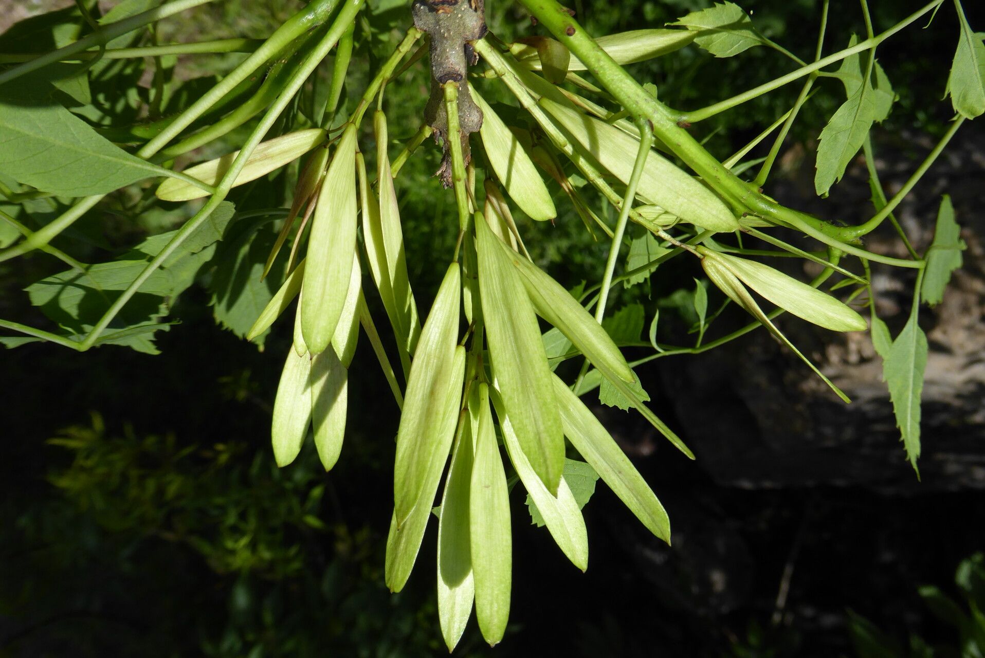 Fraxinus sogdiana fruit