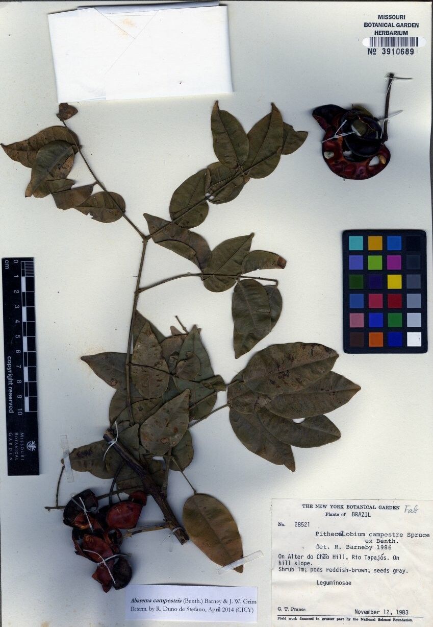 Jupunba campestris — related species from the same genus