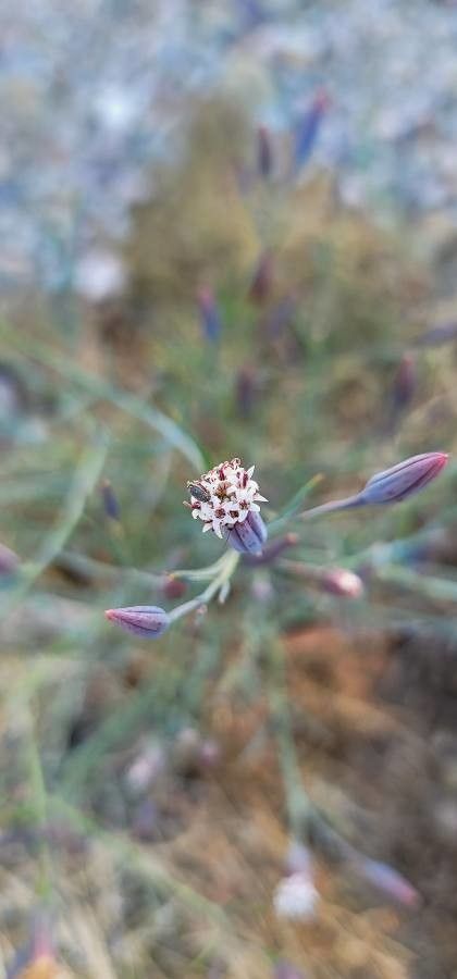 Porophyllum gracile — related species from the same genus