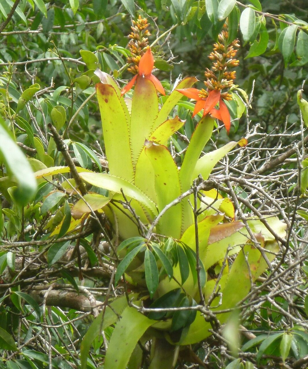 Aechmea mertensii flower
