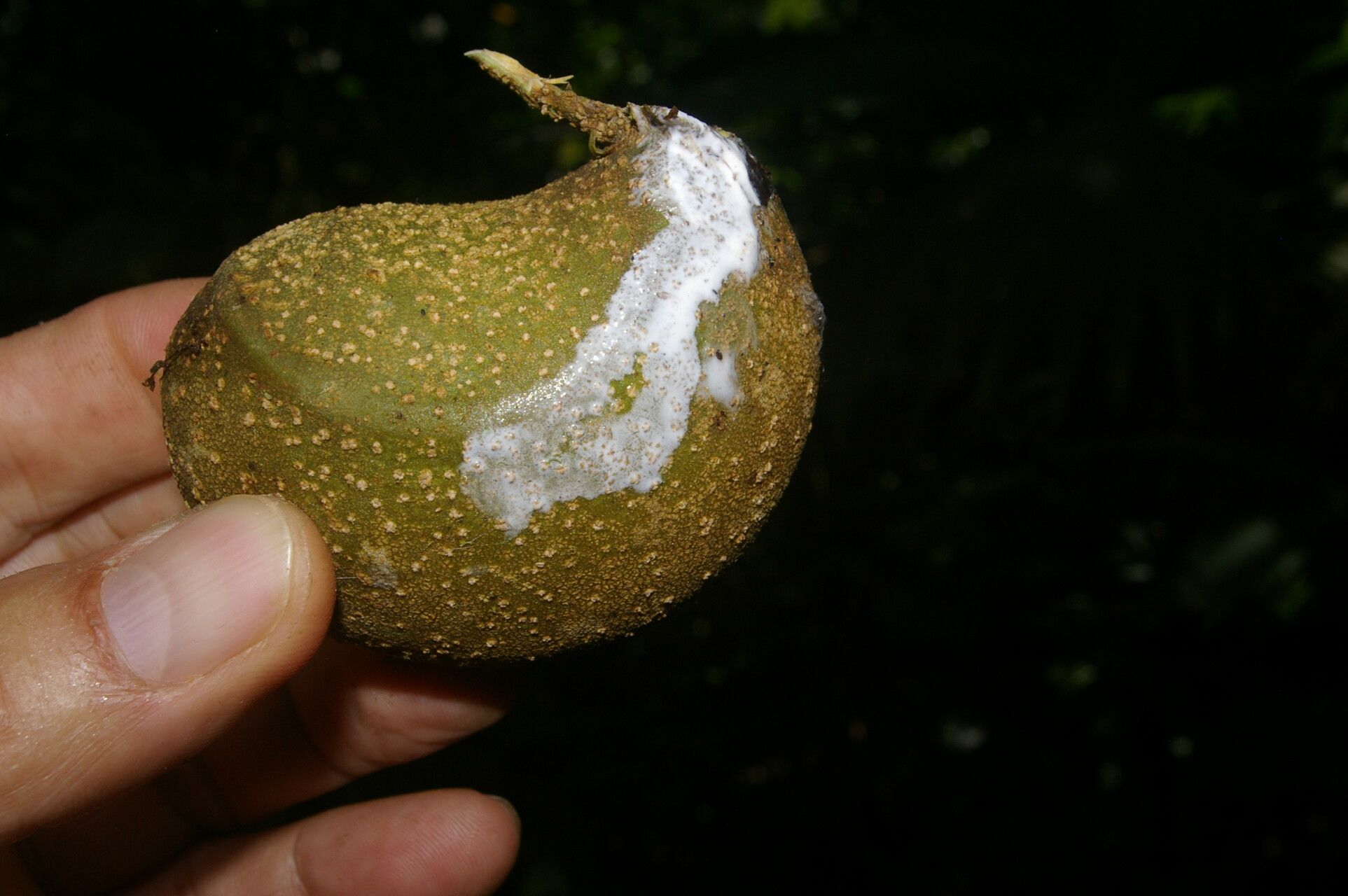 Tabernaemontana arborea fruit