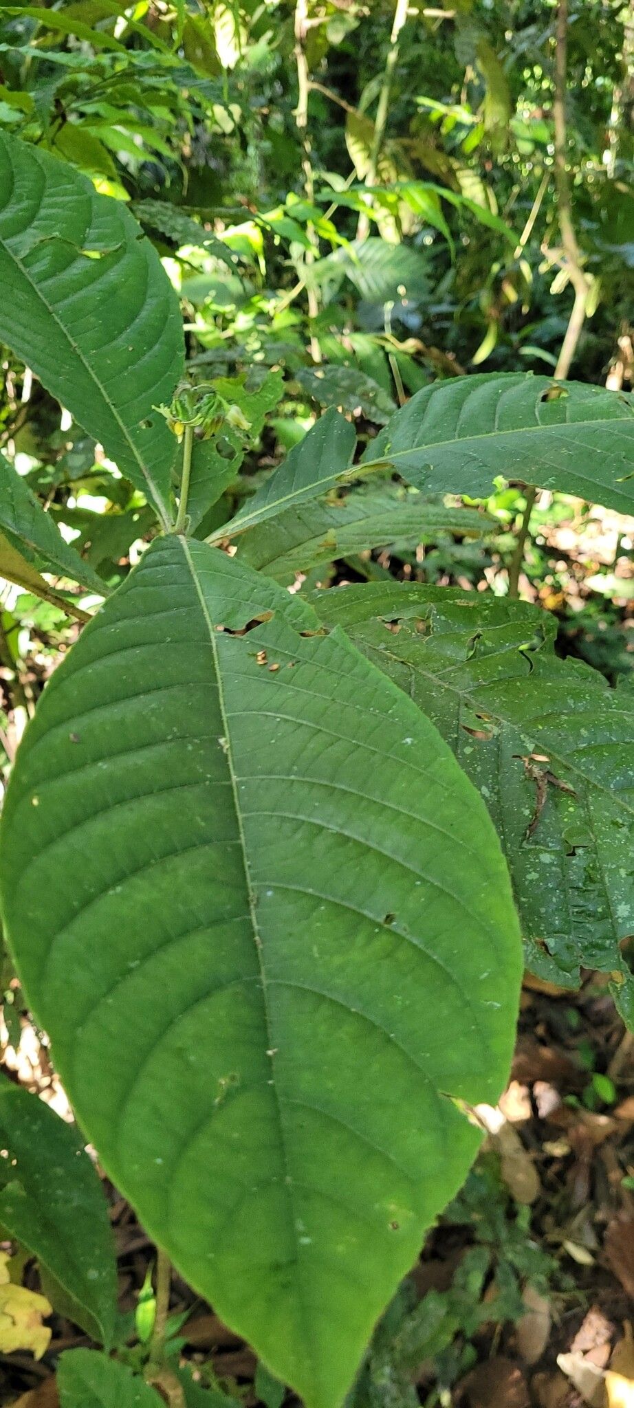 Solanum thelopodium — houseplant care guide