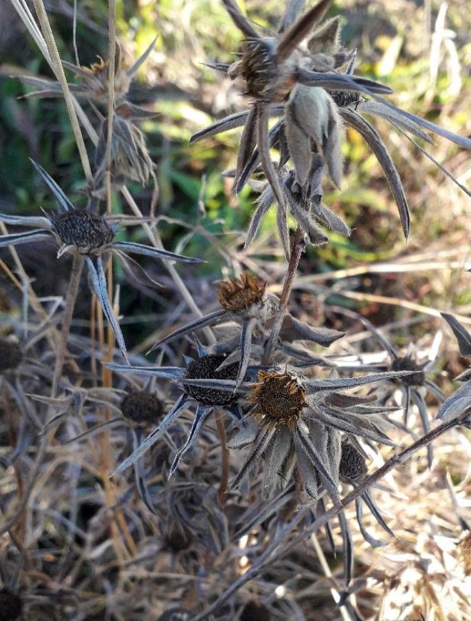 Pallenis spinosa fruit
