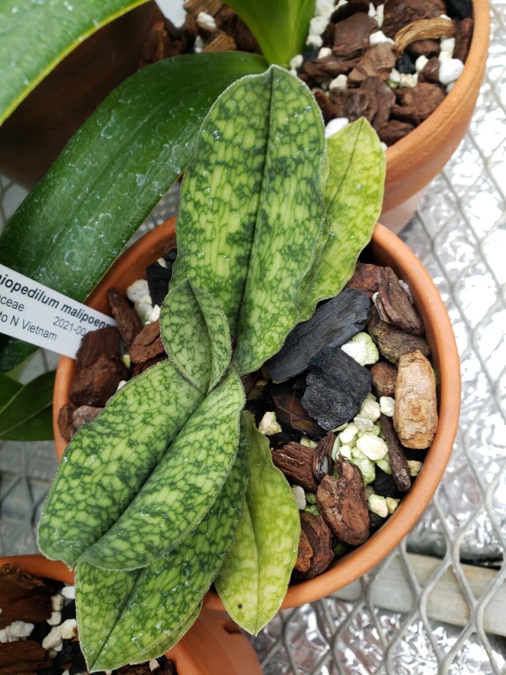 Paphiopedilum malipoense — search result for 'Paphiopedilum'