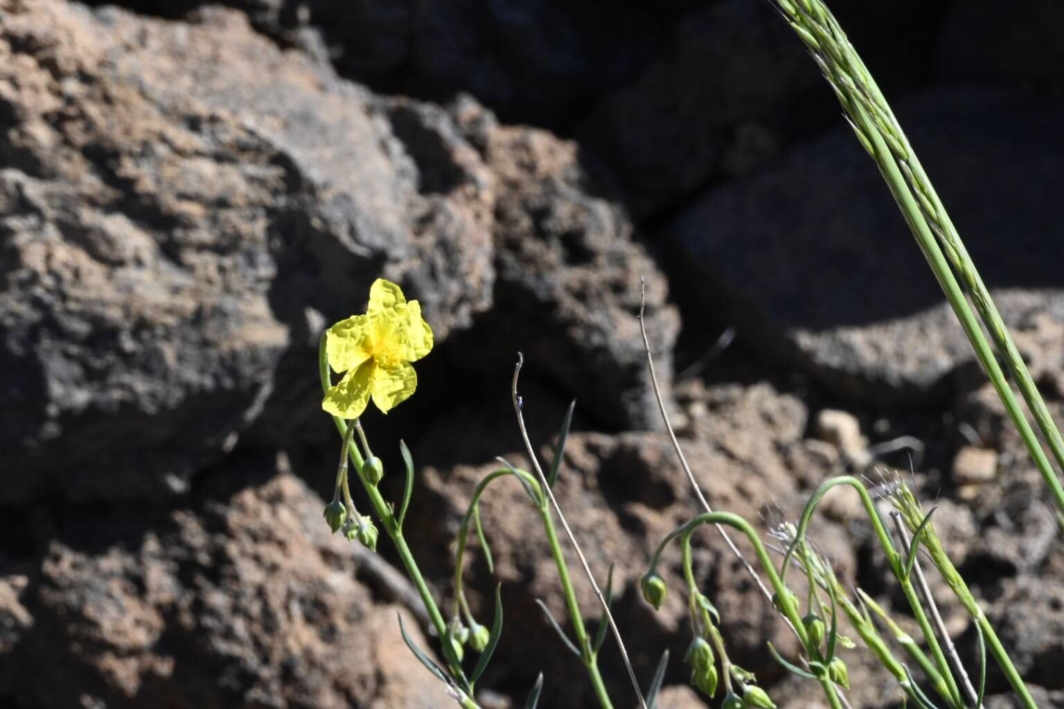 Helianthemum juliae flower
