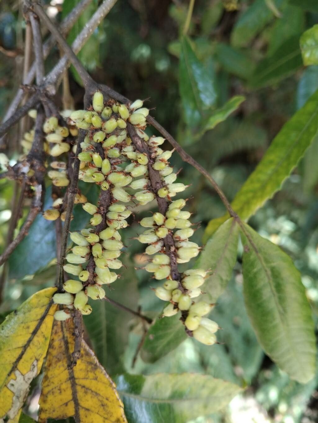 Pterophylla rutenbergii fruit