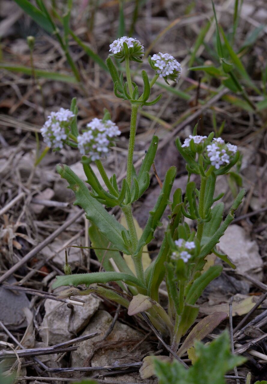 Valerianella discoidea — search result for 'Valerianella'