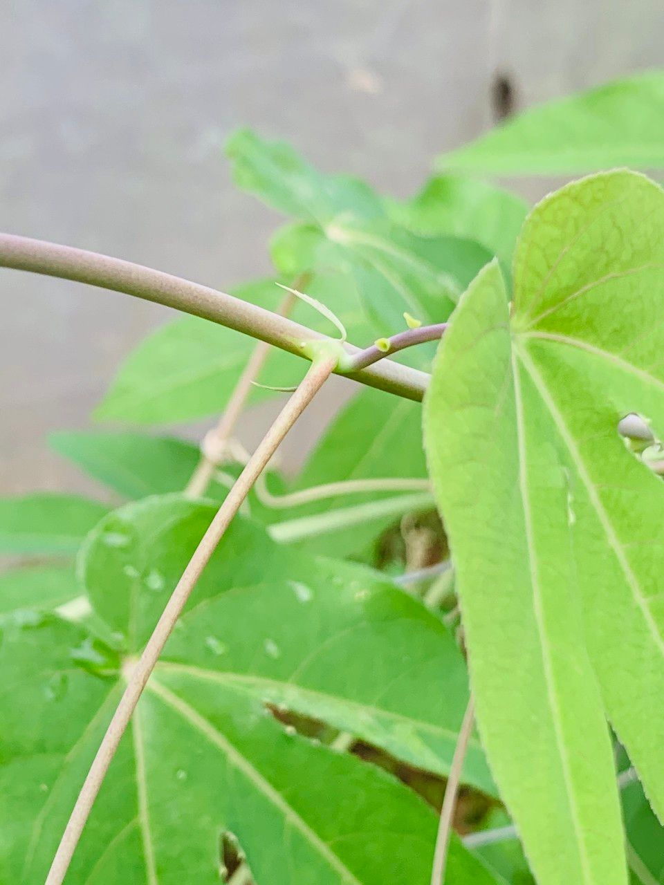 Passiflora seemannii bark