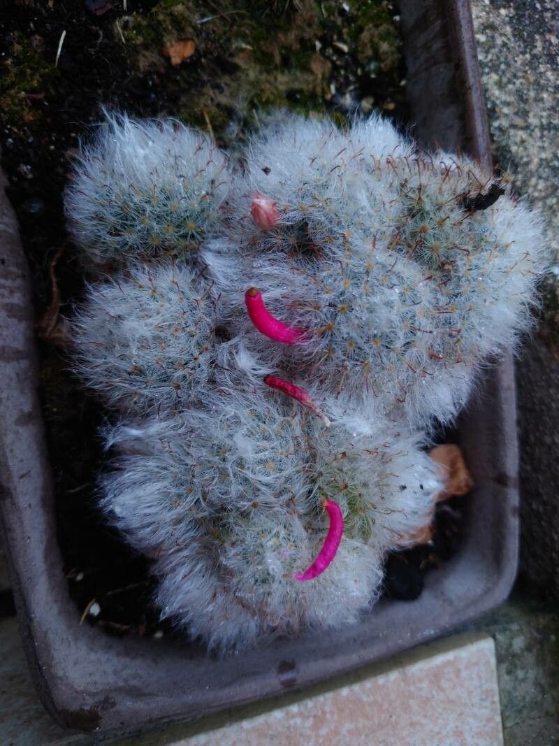 Mammillaria bocasana fruit