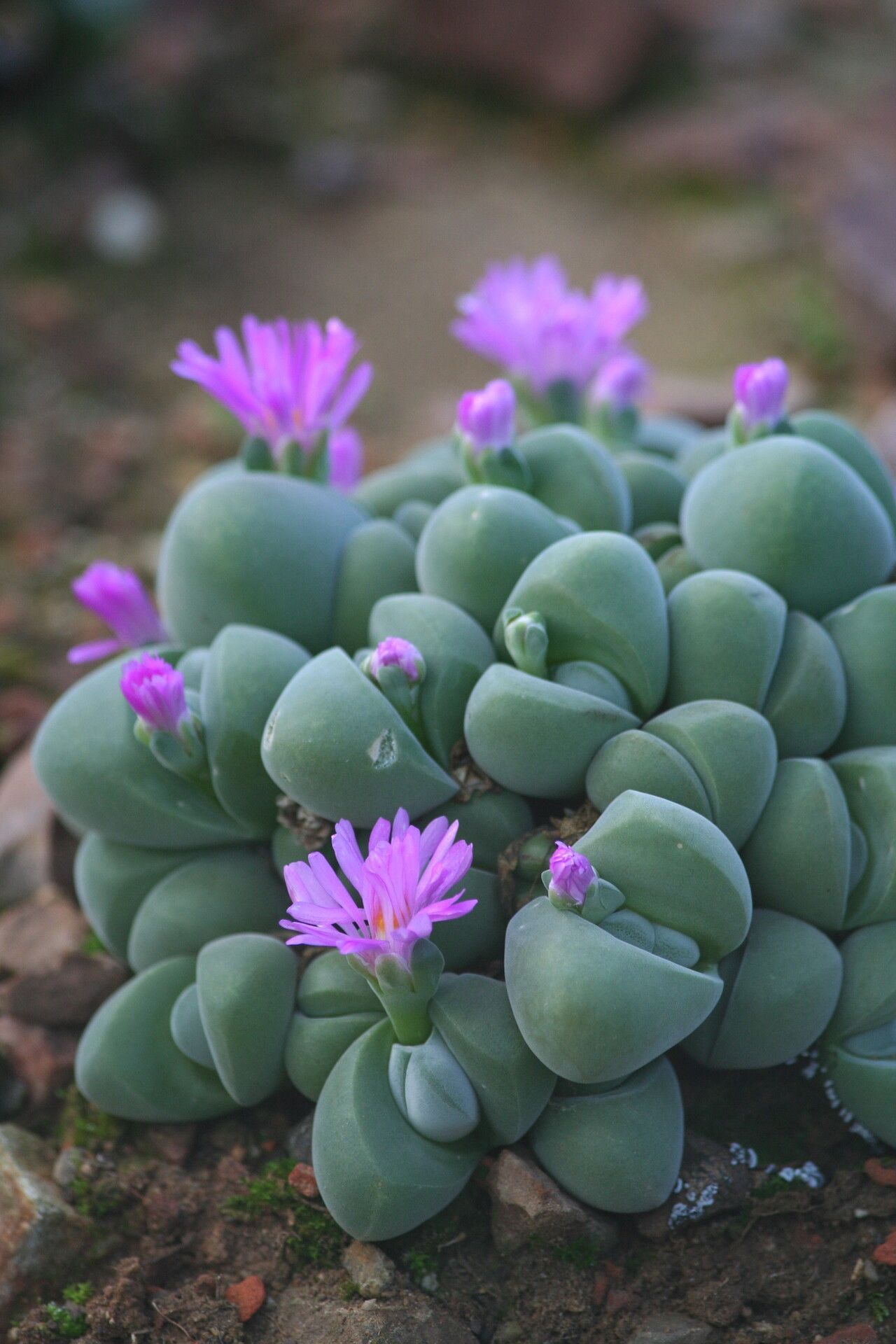Gibbaeum dispar flower