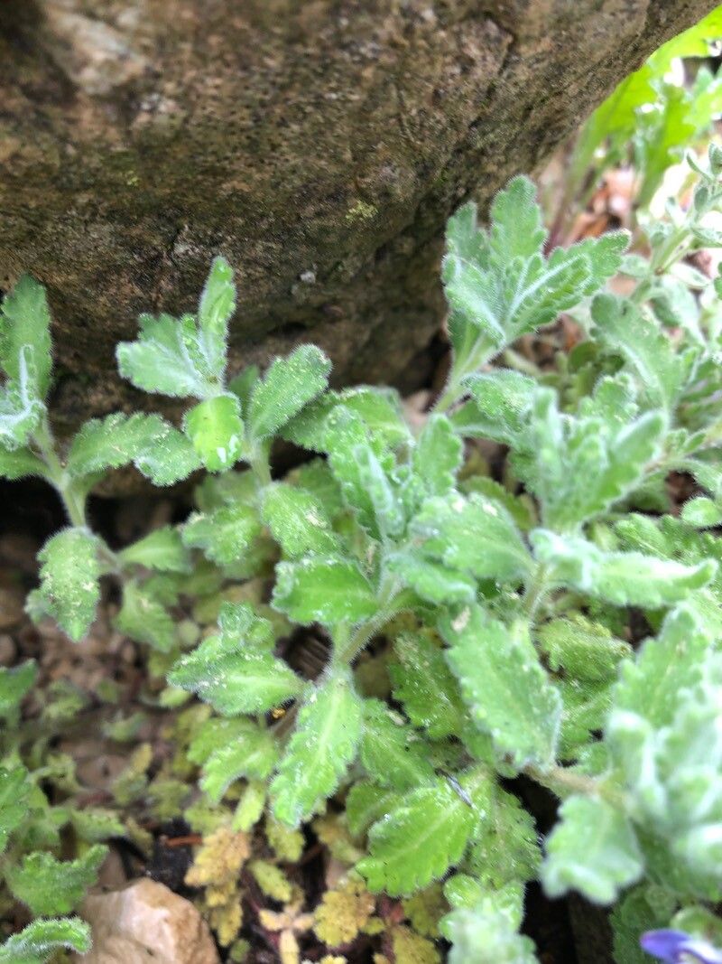 Veronica pectinata leaf