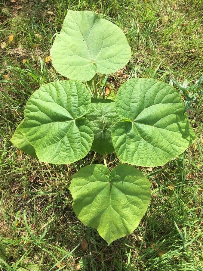 Utricularia vulgaris — search result for 'Utricularia'