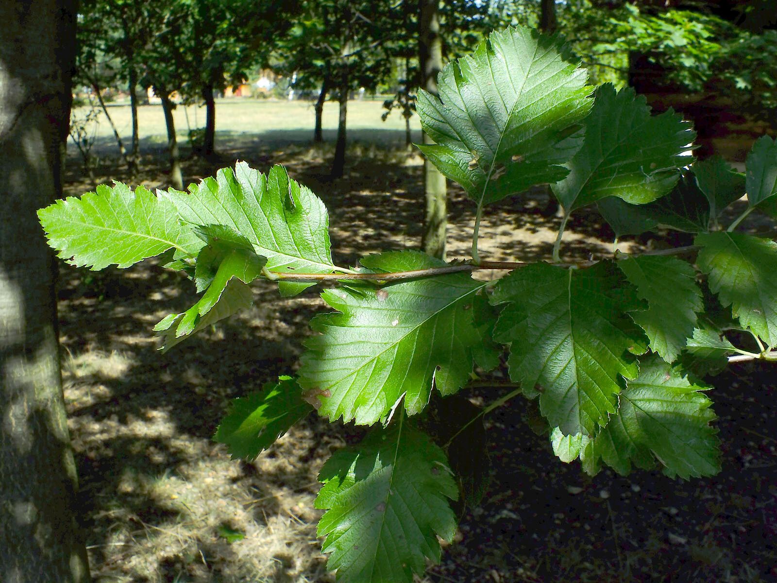 Sorbus mougeotii leaf