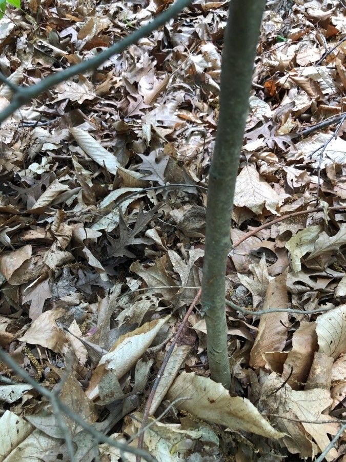 Crataegus mollis bark