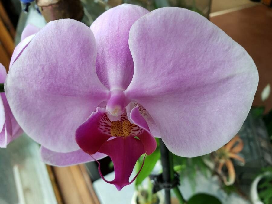 Phalaenopsis × singuliflora flower