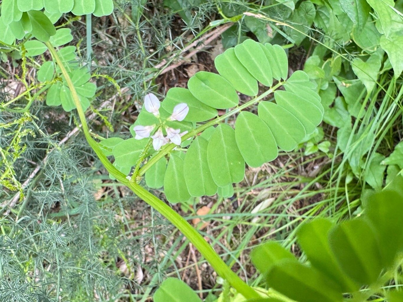 Securigera cretica flower