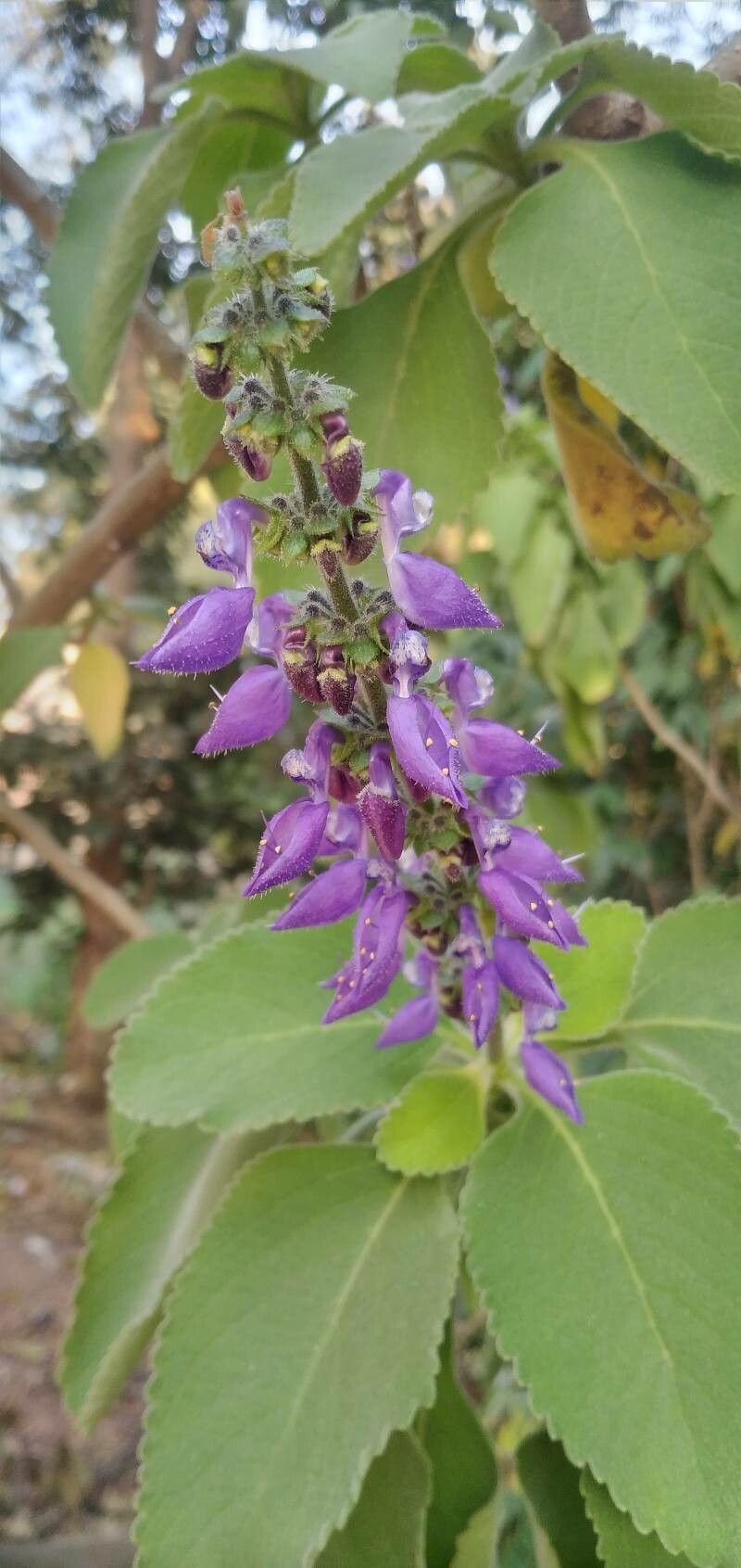 Coleus barbatus fruit