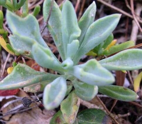 Kleinia kleinioides — search result for 'Kleinia'