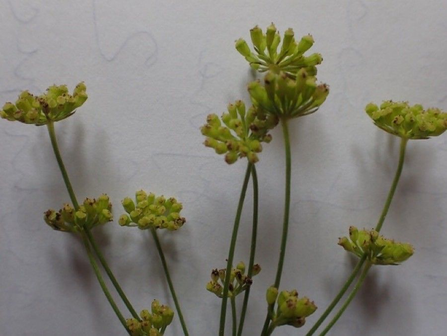 Seseli peucedanoides fruit