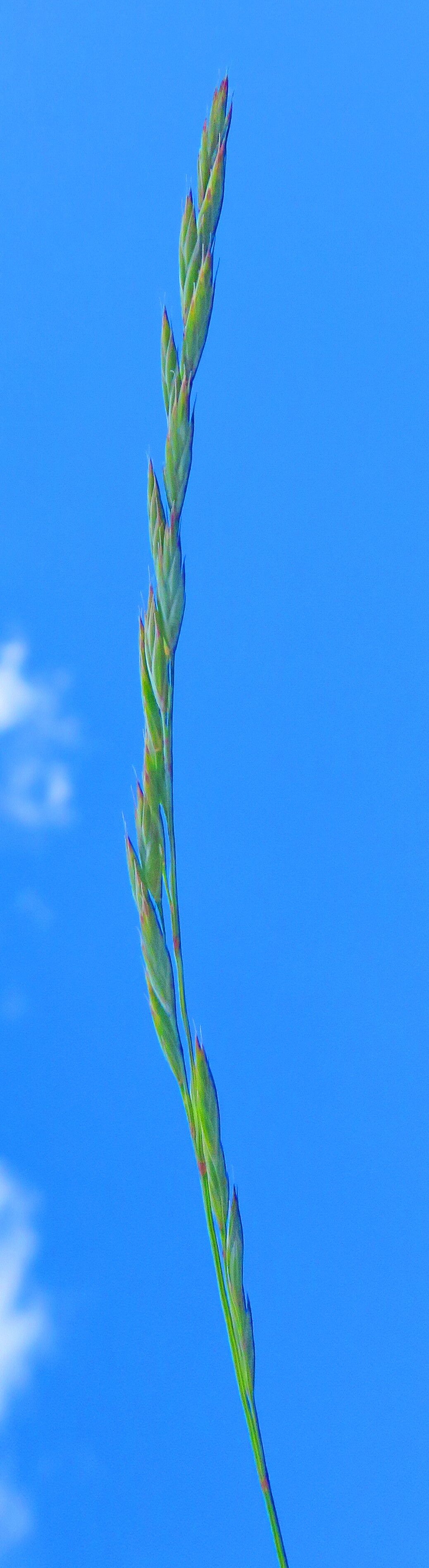 Festuca laevigata flower