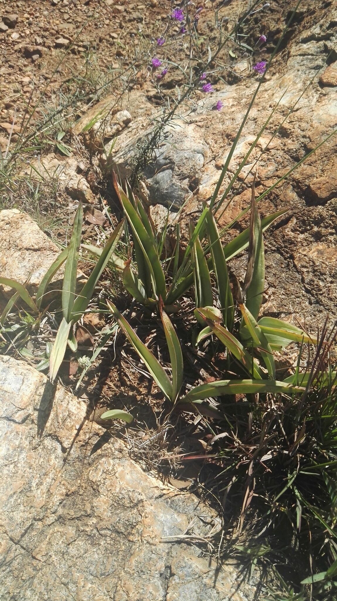Eulophia tuberculata habit