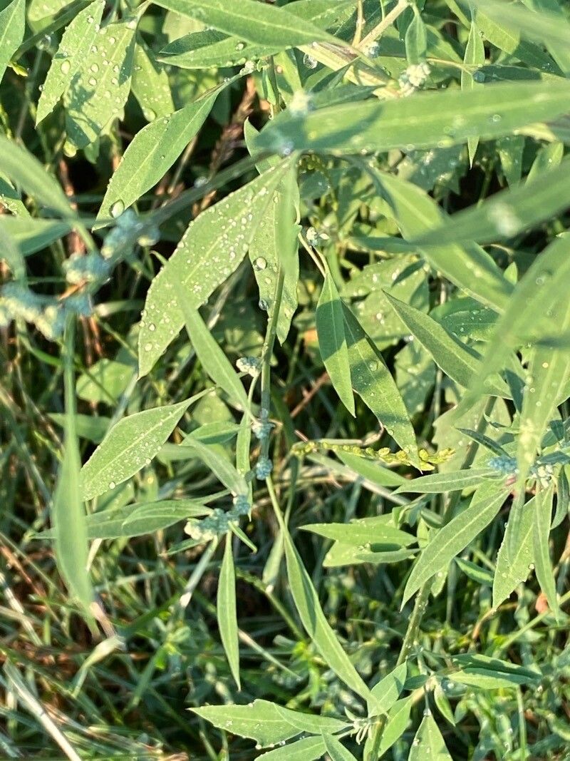 Atriplex oblongifolia leaf