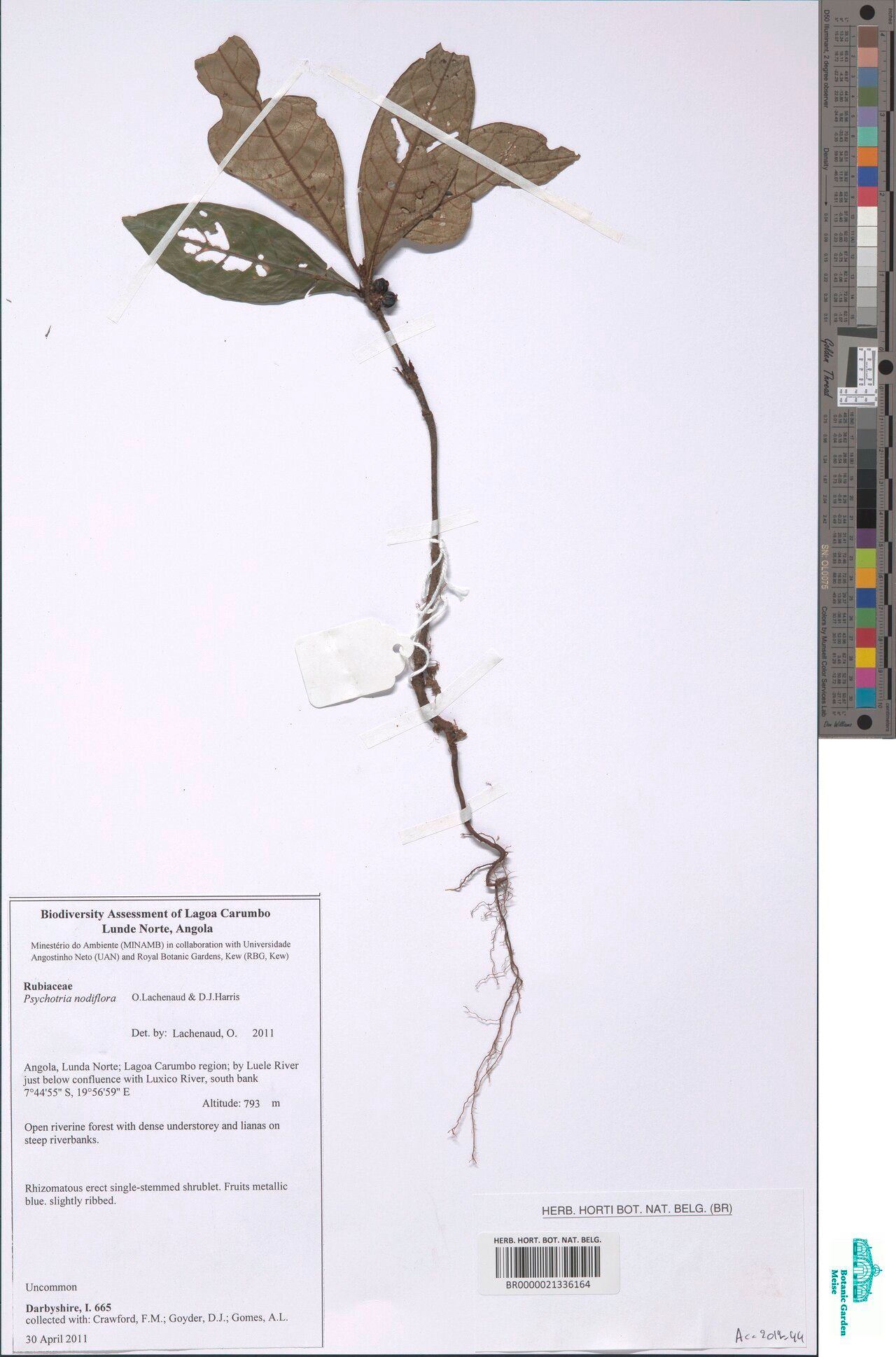 Psychotria nodiflora — houseplant care guide