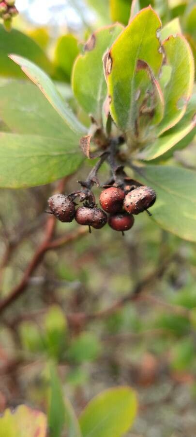 Arctostaphylos columbiana fruit
