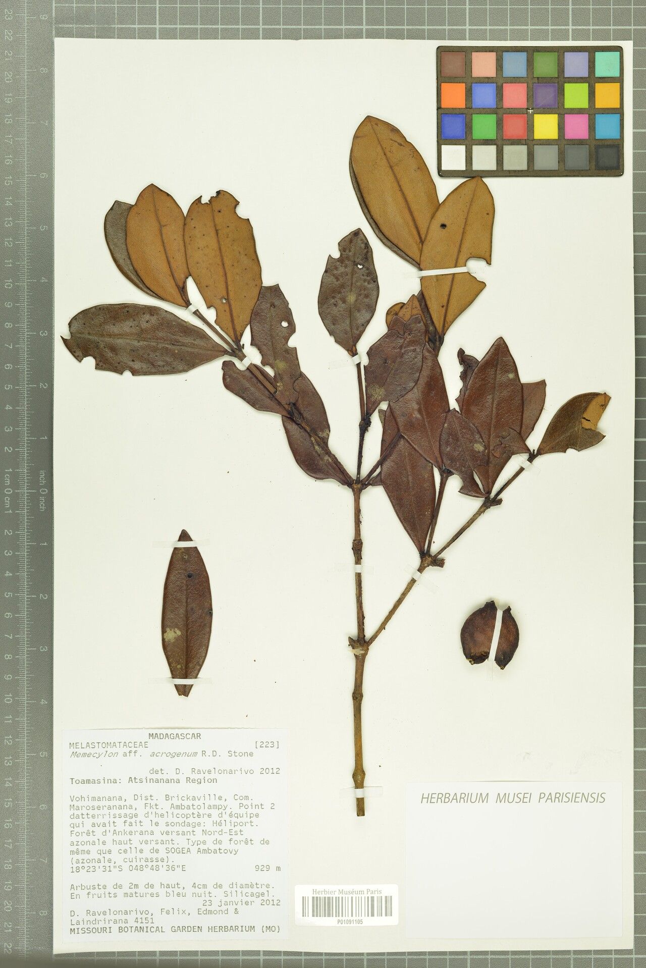 Memecylon acrogenum — related species from the same genus