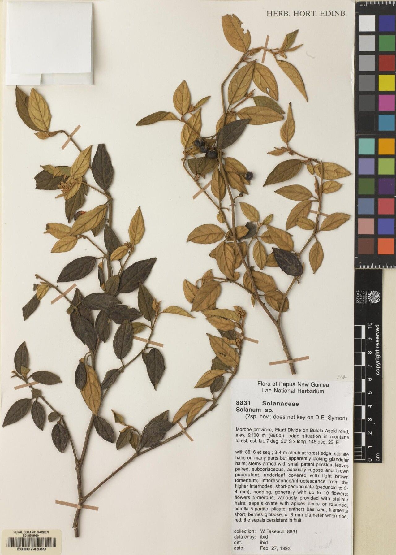 Solanum papuanum — houseplant care guide