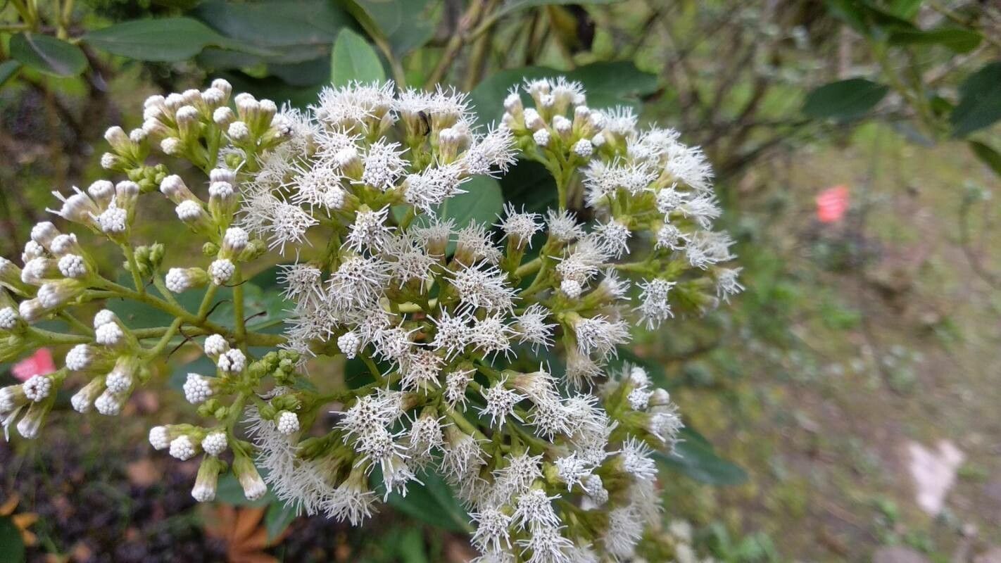 Ageratina aristei flower