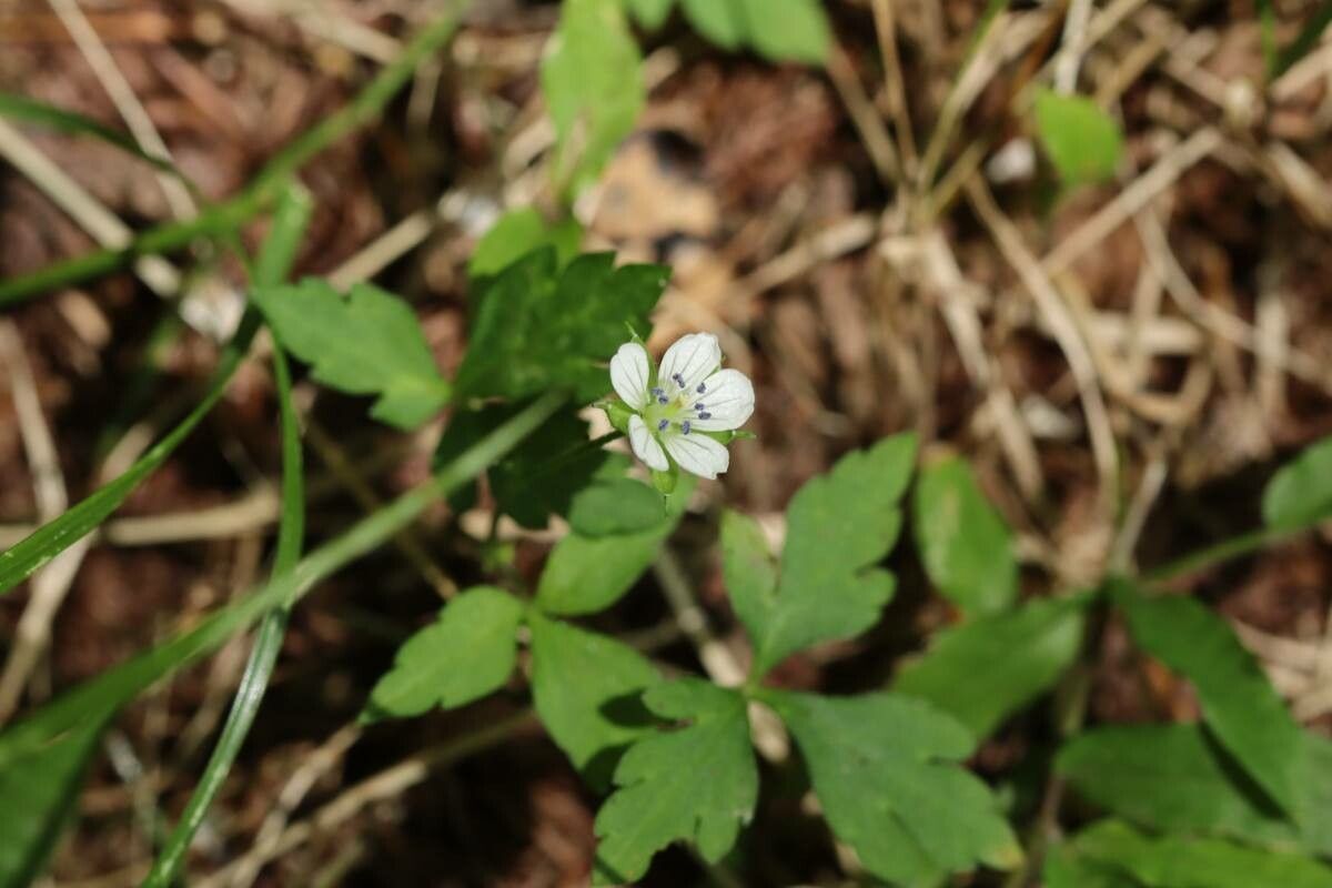 Geranium tripartitum — houseplant care guide