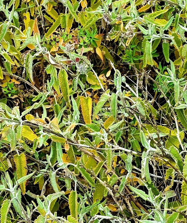 Lepechinia salviae — houseplant care guide