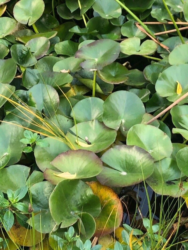 Nymphaea mexicana — search result for 'Lotus'