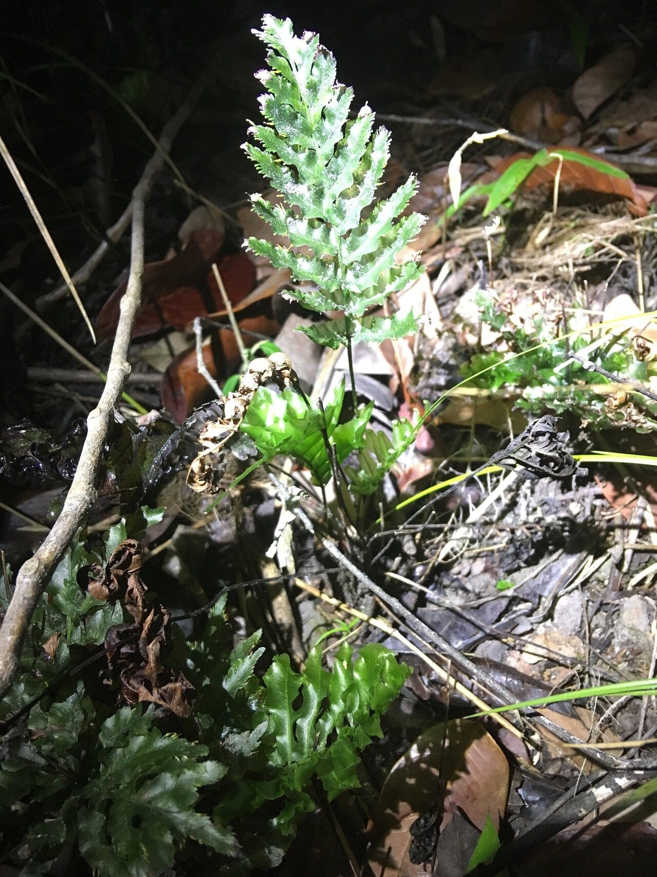 Trichomanes hostmannianum habit