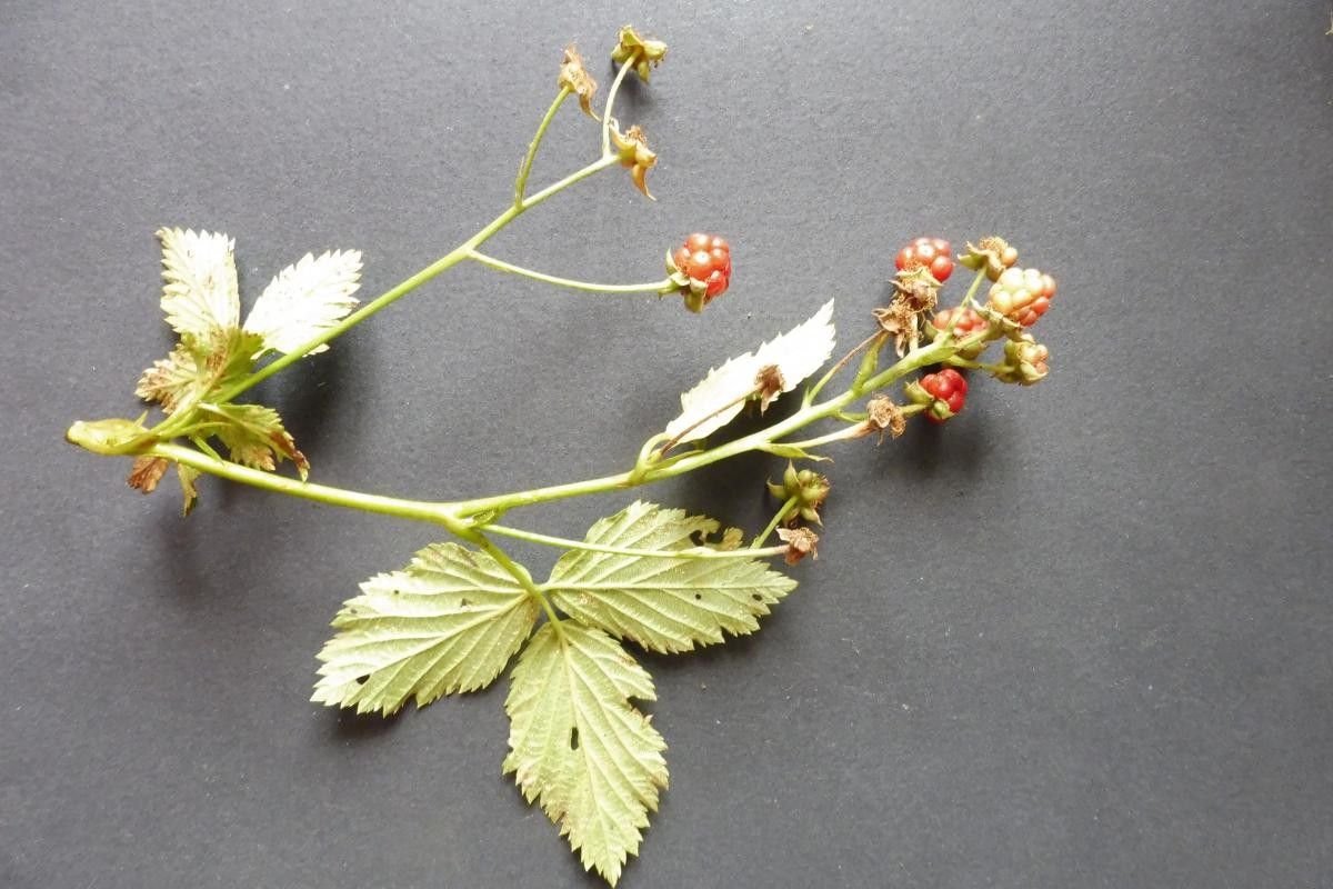 Rubus bertramii flower
