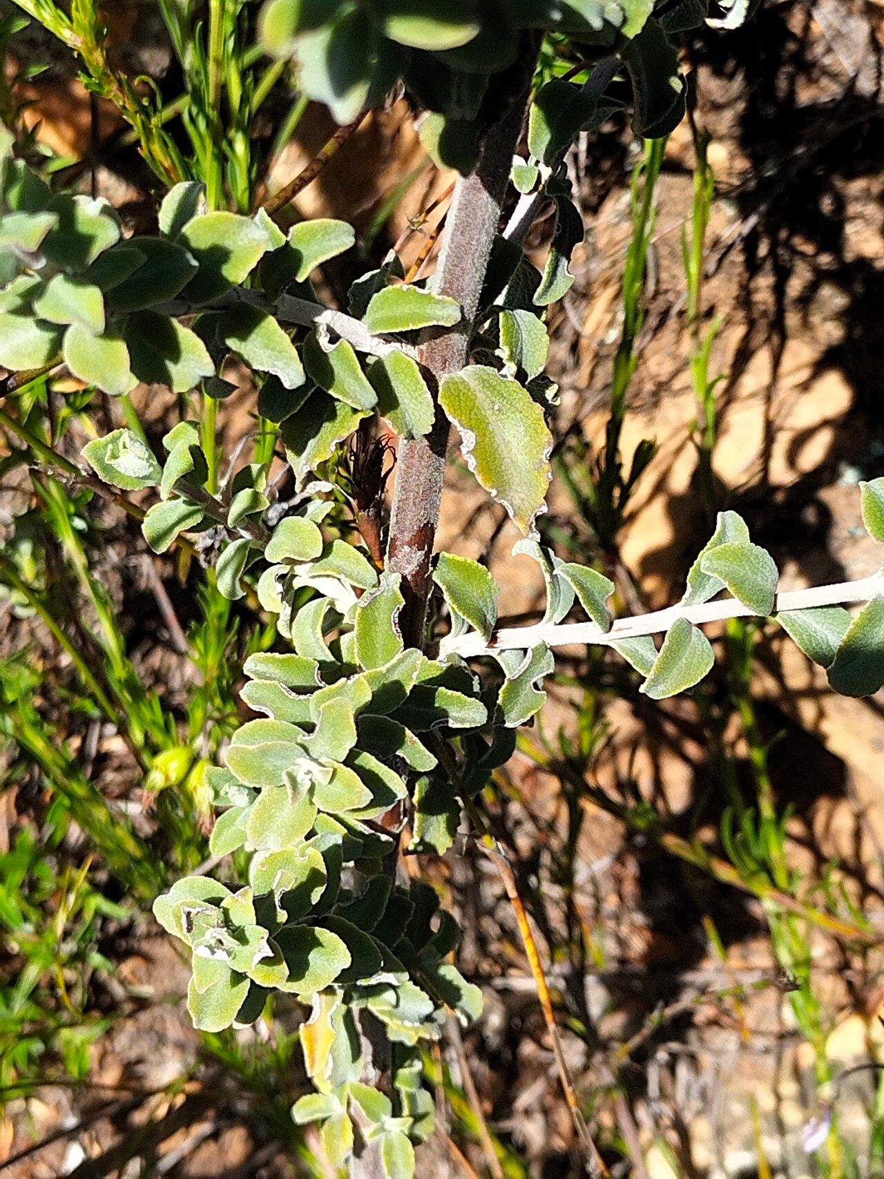 Plecostachys serpyllifolia — houseplant care guide