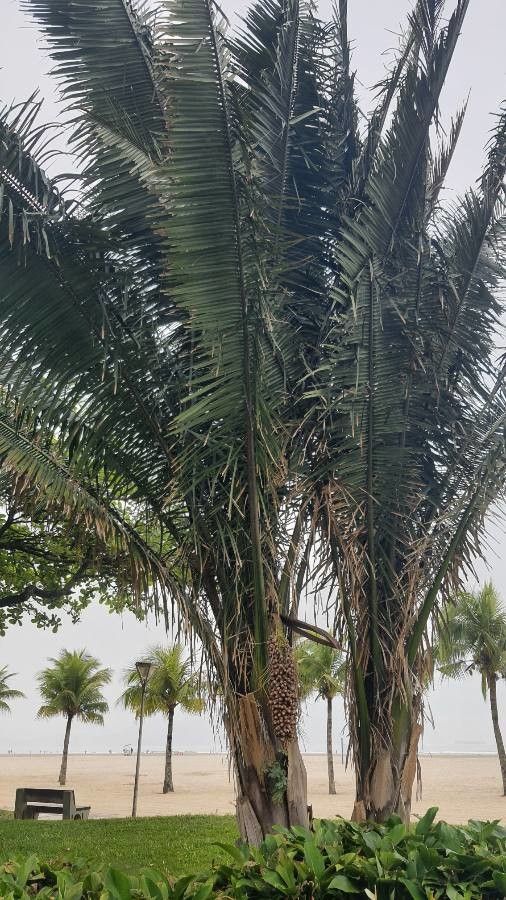 Attalea phalerata habit