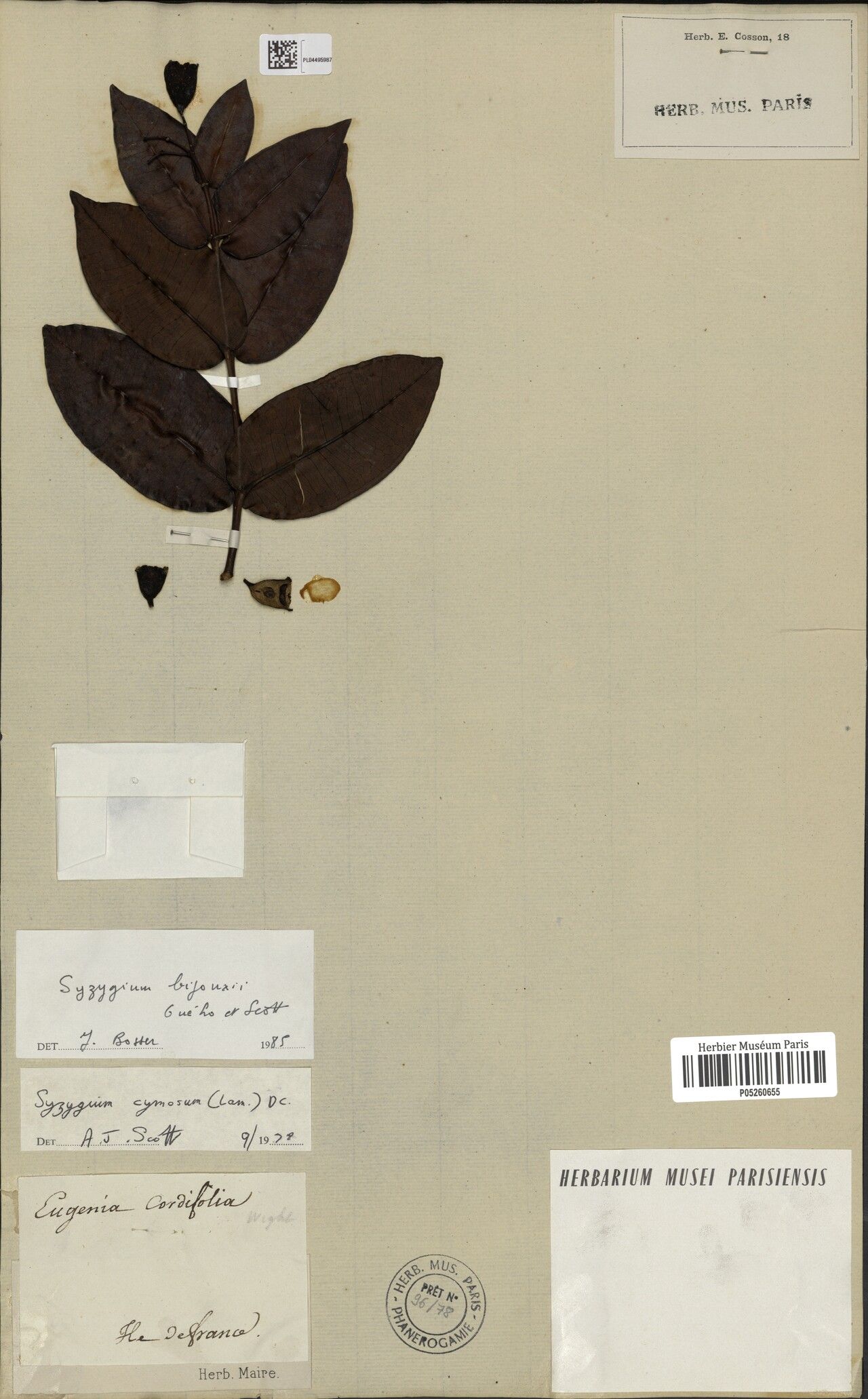 Syzygium bijouxii — houseplant care guide