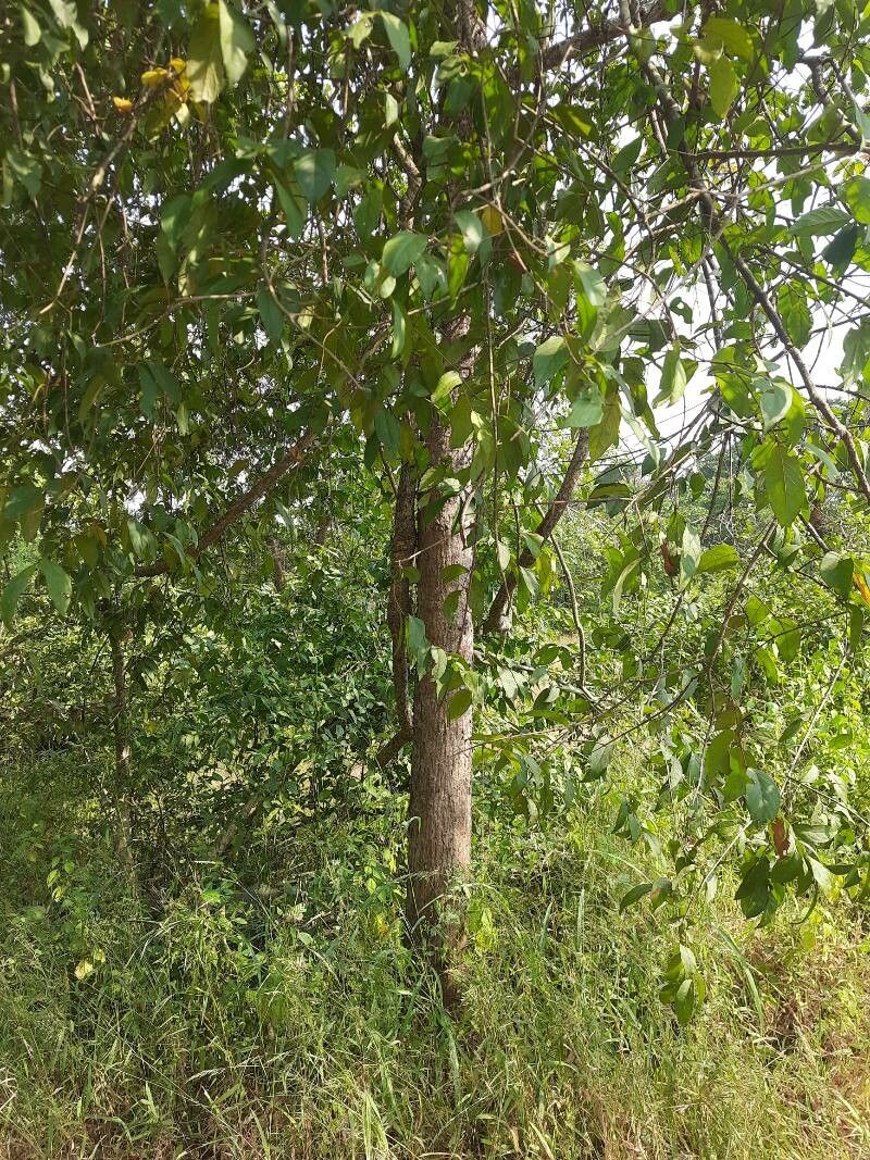 Diospyros melanoxylon — houseplant care guide