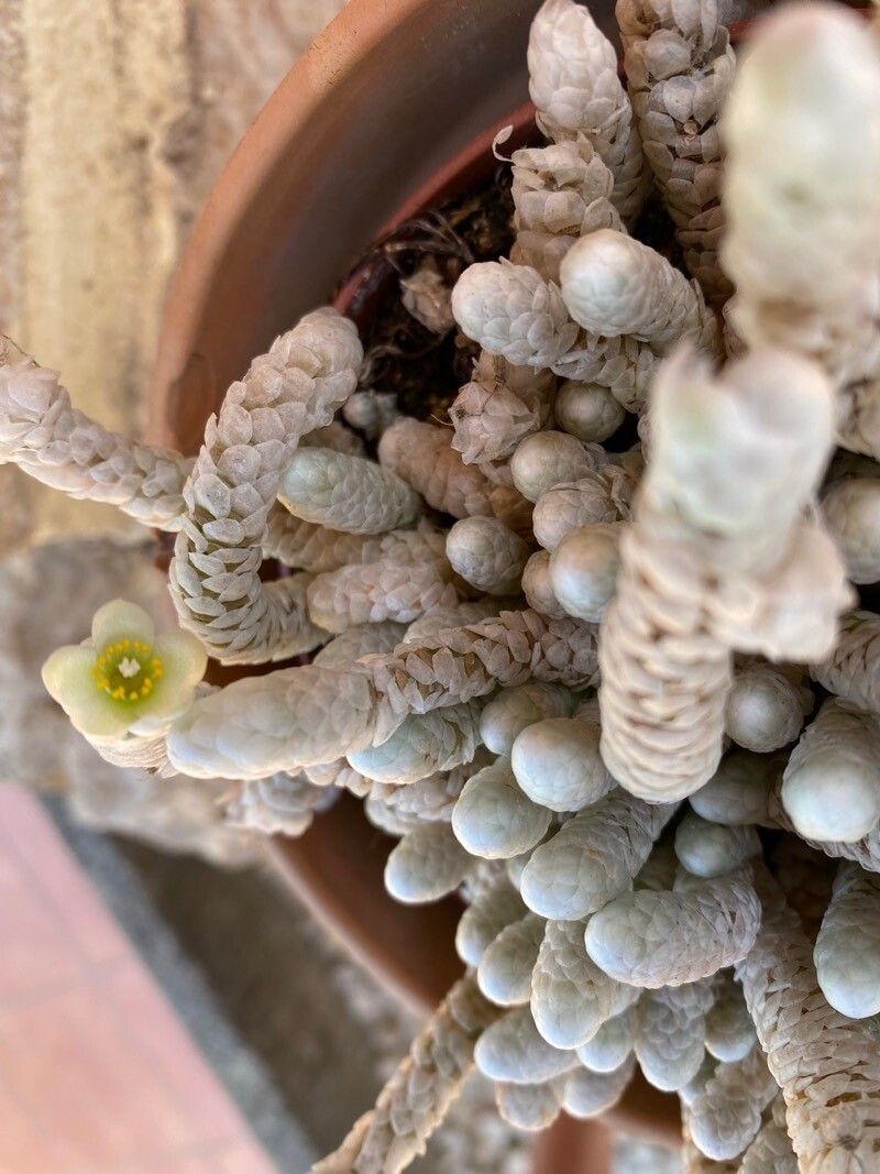 Anacampseros albissima flower