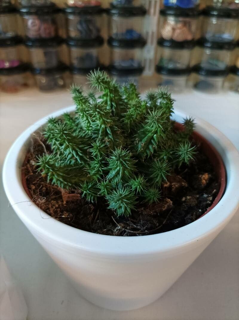 Euphorbia suzannae-marnierae flower