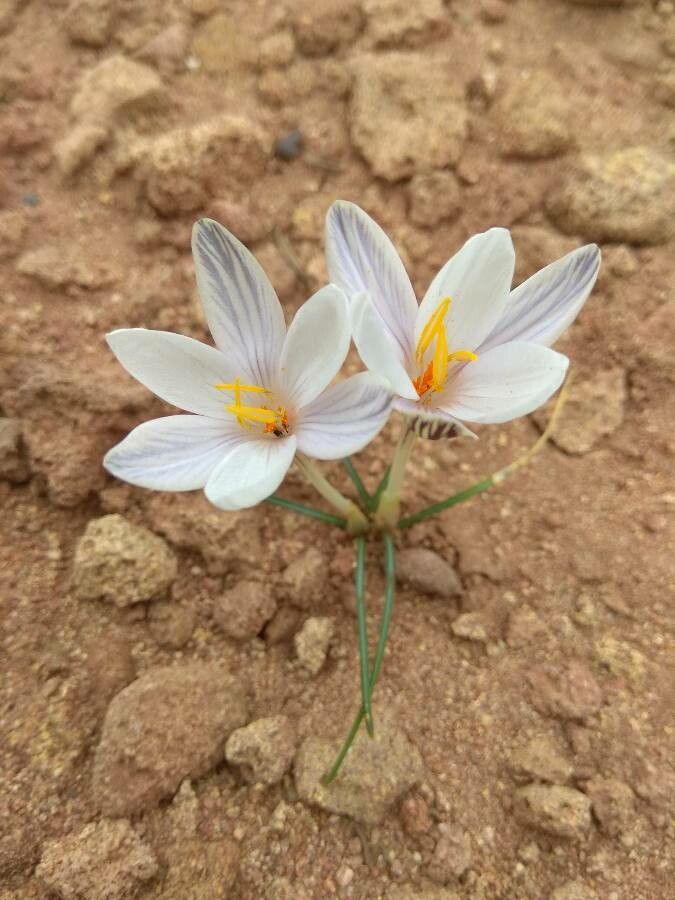 Crocus cambessedesii habit