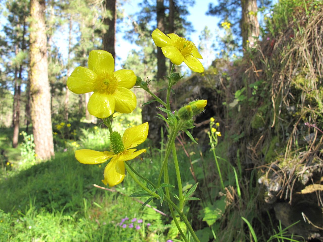 Ranunculus cortusifolius flower