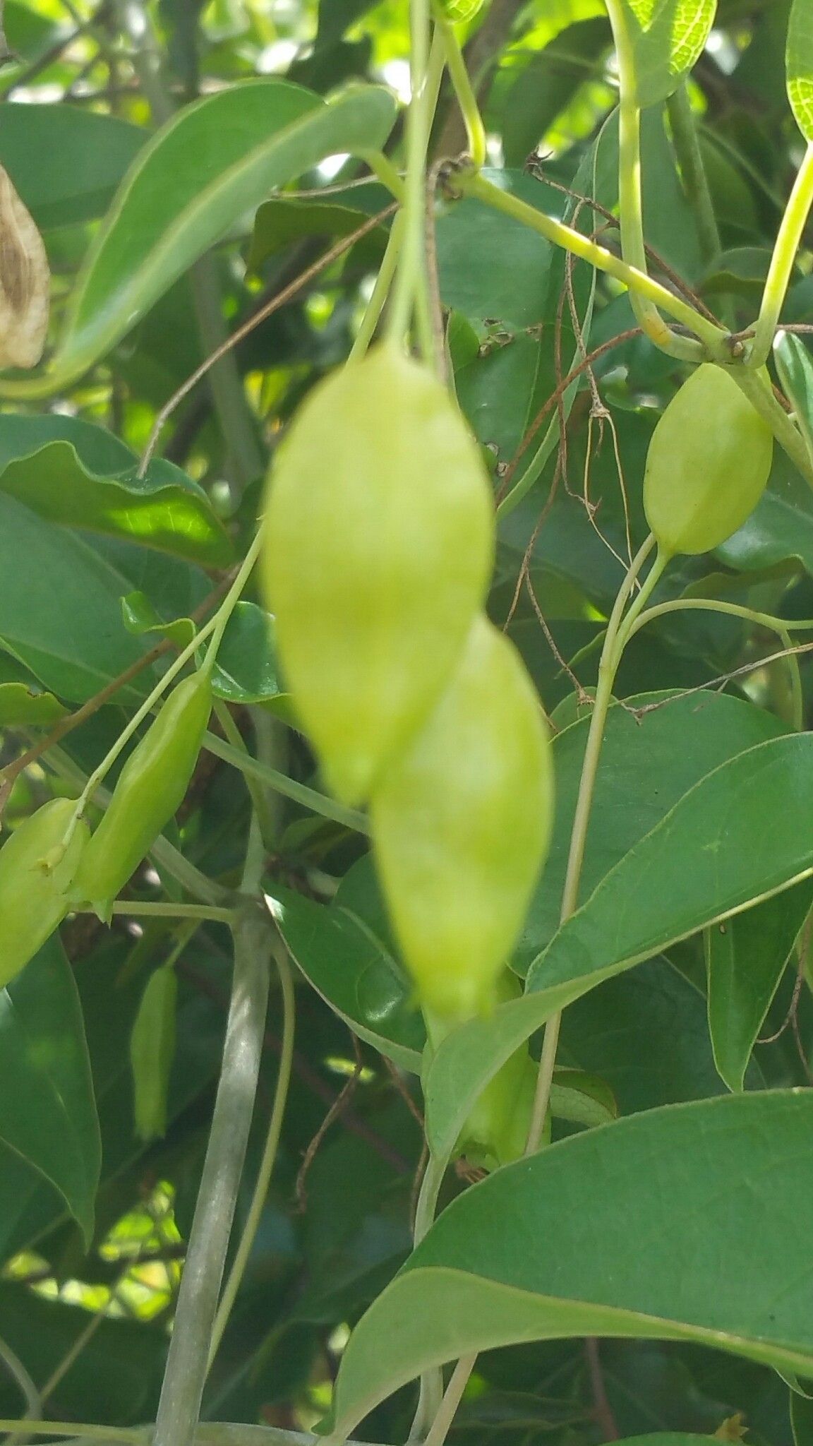 Paederia bojeriana — related species from the same genus