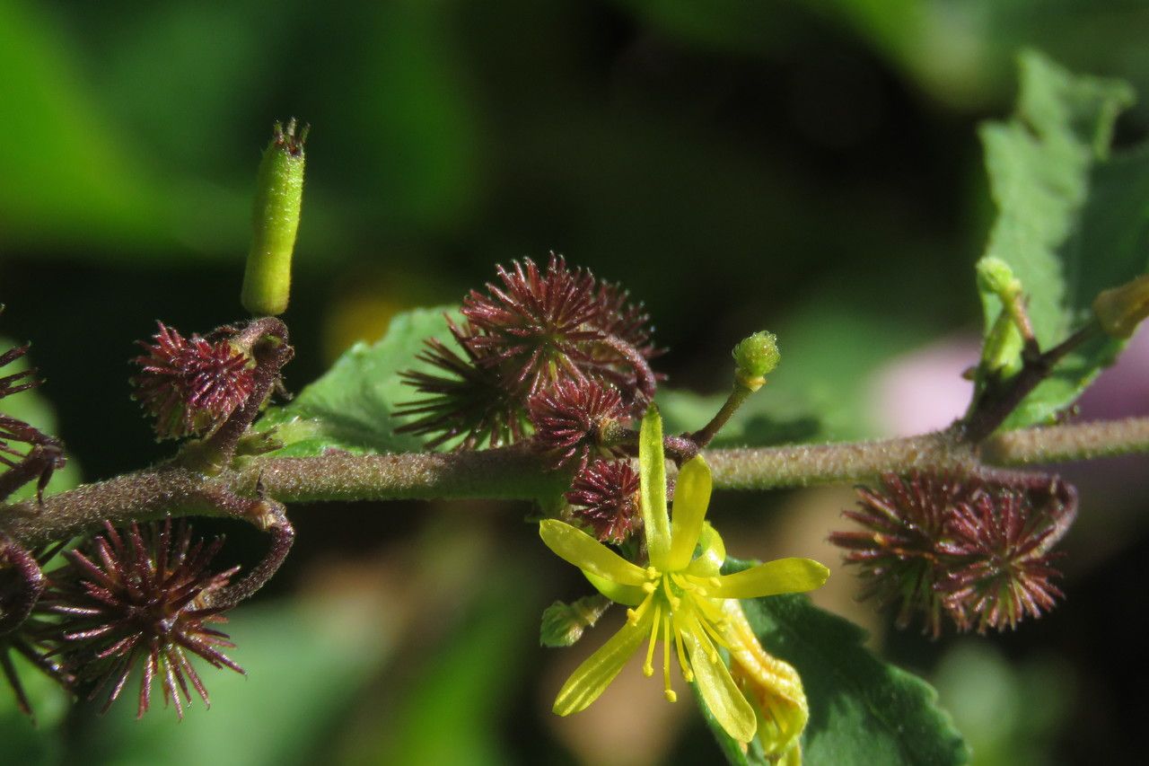 Triumfetta semitriloba flower