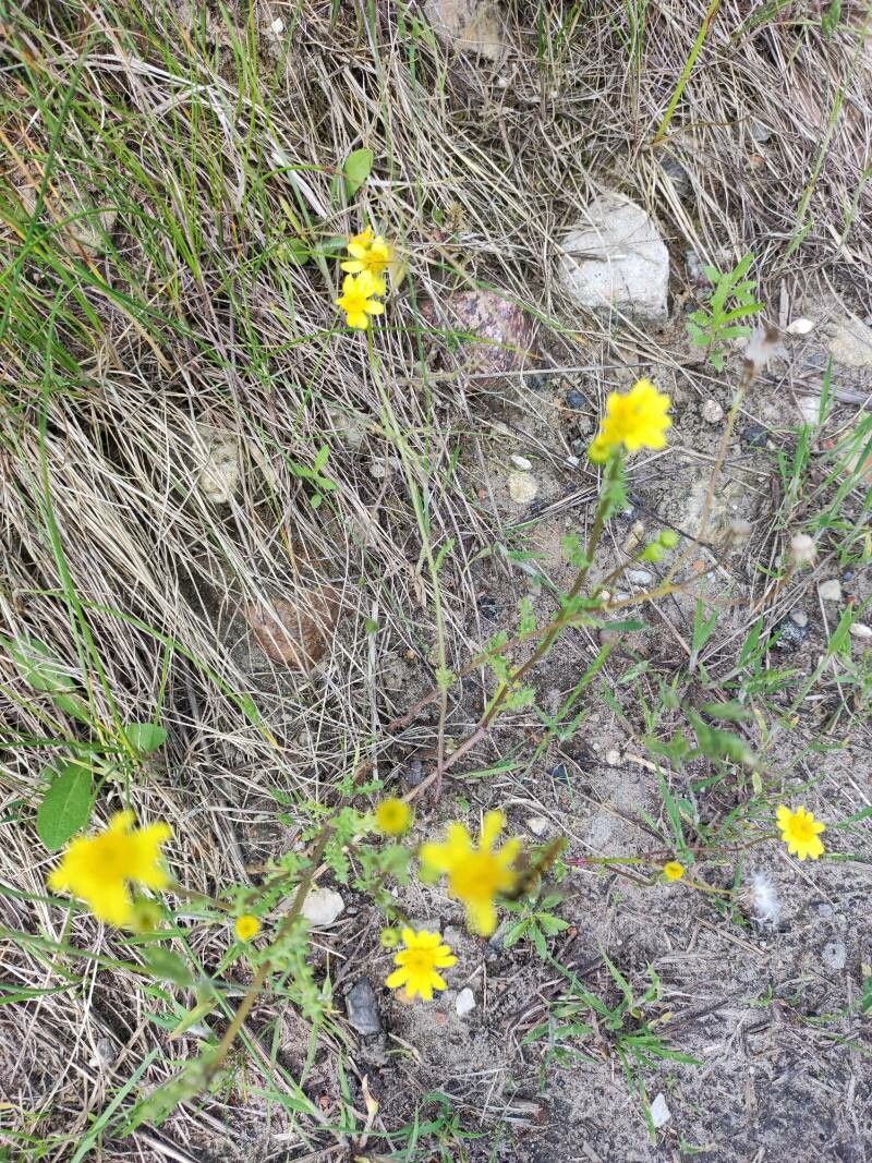 Senecio leucanthemoides — houseplant care guide
