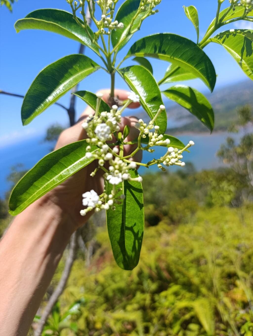 Rauvolfia obtusiflora — search result for 'Rauvolfia'