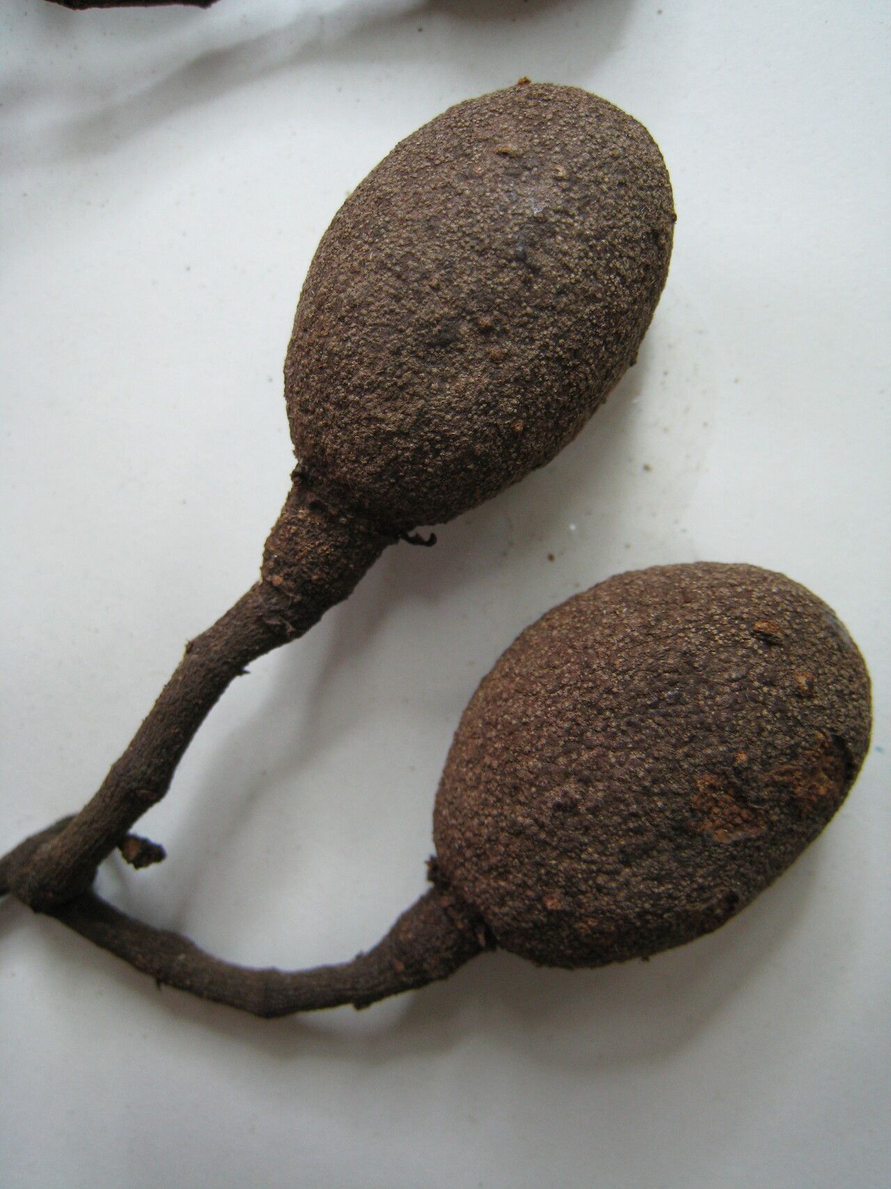 Salacia multiflora other