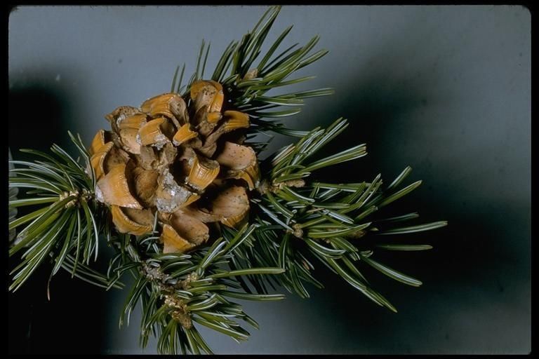 Pinus quadrifolia fruit